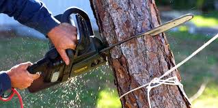 Best Palm Tree Trimming  in Swoyersville, PA