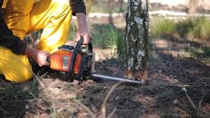Best Tree Health Inspection  in Swoyersville, PA