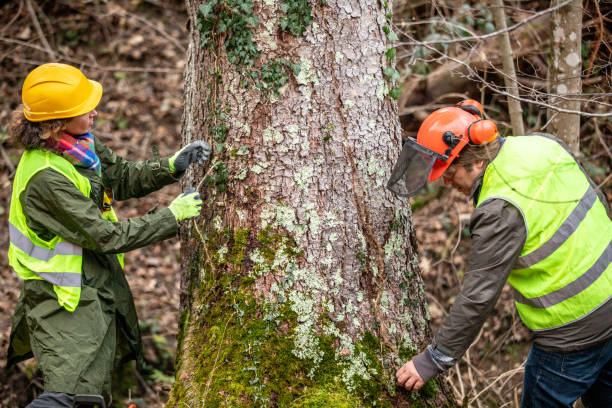 Best Tree Mulching  in Swoyersville, PA