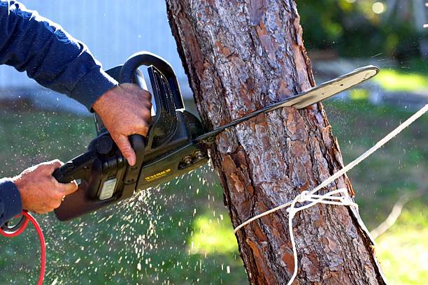 Best Lawn Maintenance Plans  in Swoyersville, PA