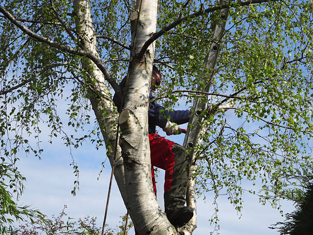 Leaf Removal in Swoyersville, PA