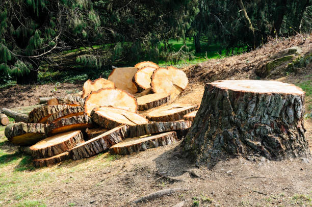 Best Commercial Tree Services  in Swoyersville, PA